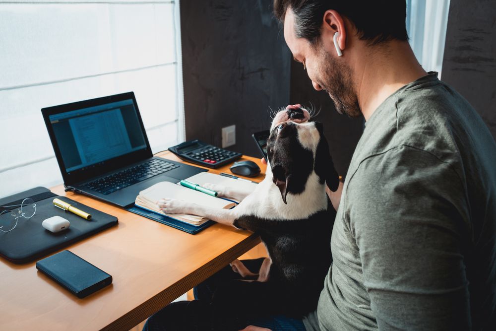 uomo seduto alla scrivania assieme al suo french bulldog