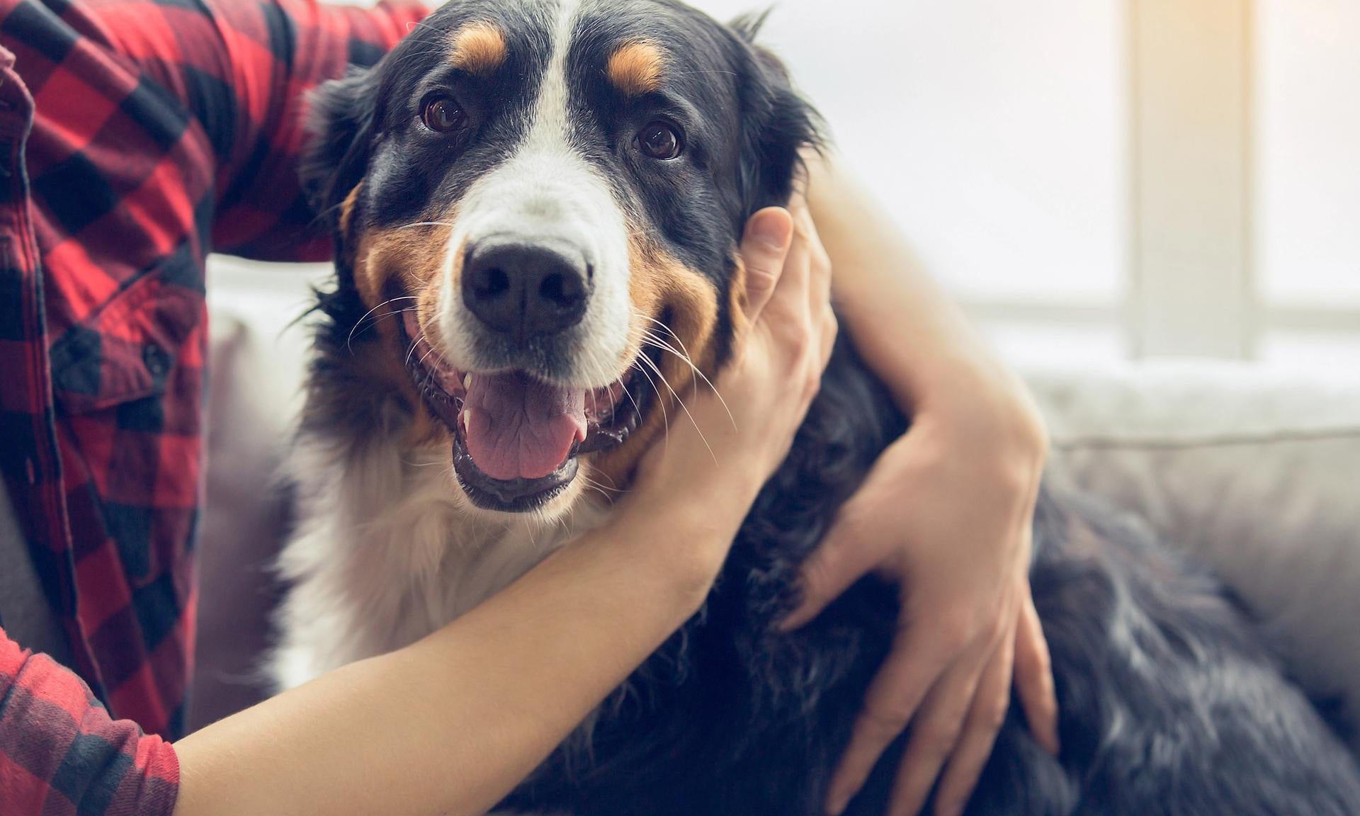 cane felice con il proprio padrone