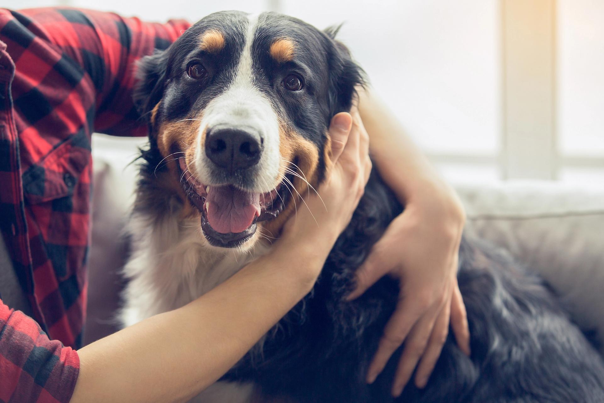 cane felice con il proprio padrone