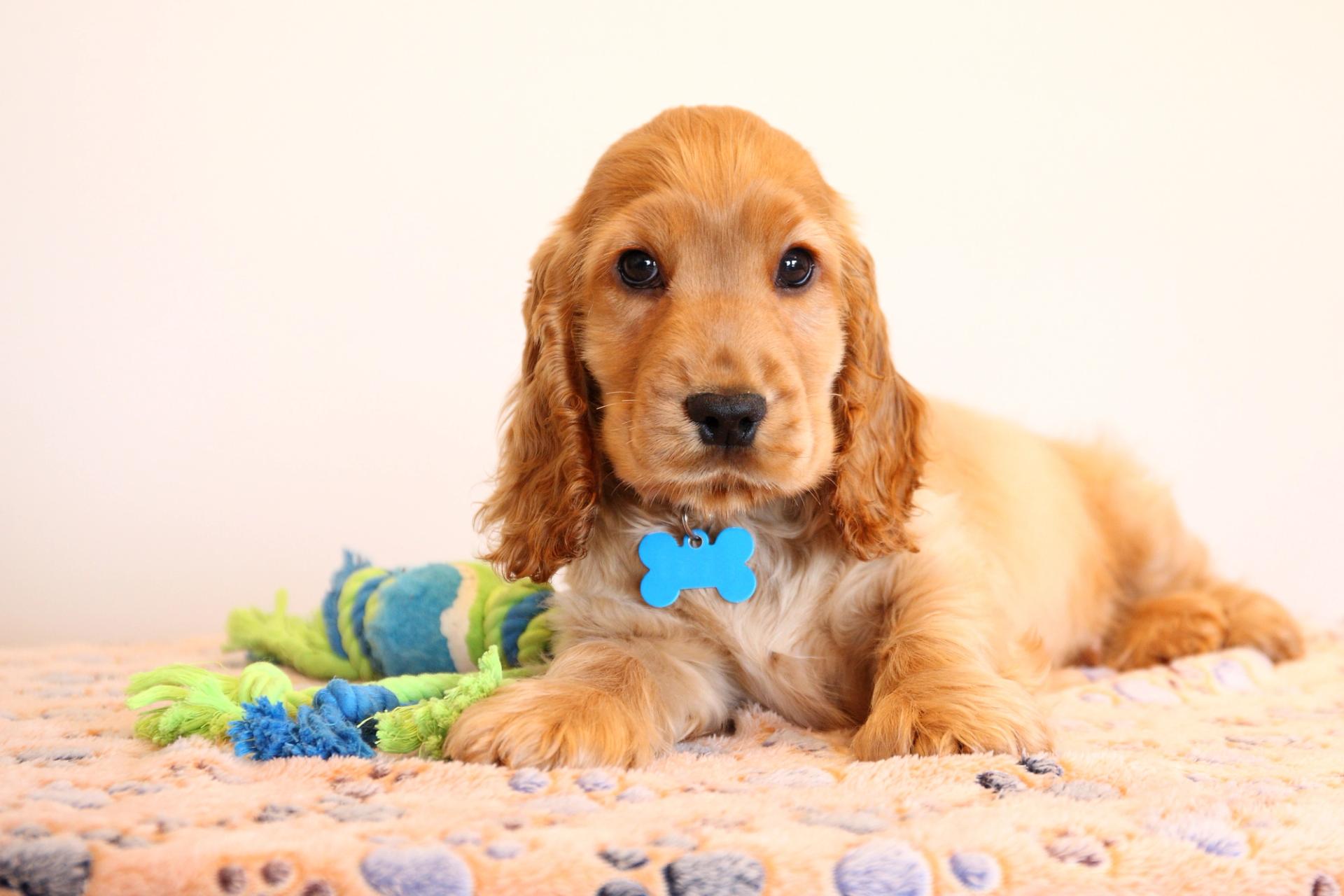 Cucciolo di Cocker Spaniel su una coperta con targhetta azzurra