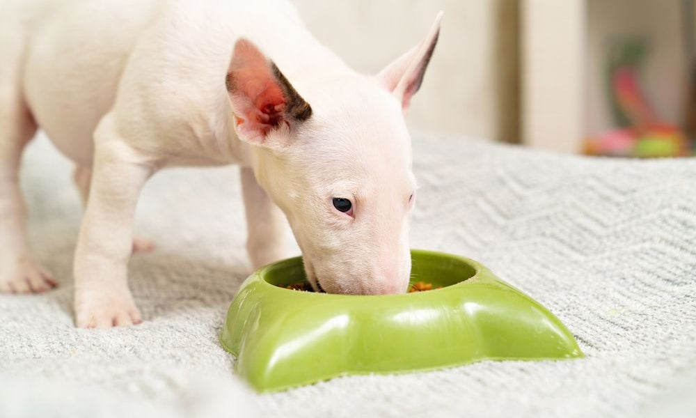 bull terrier cucciolo mangia dalla ciotola