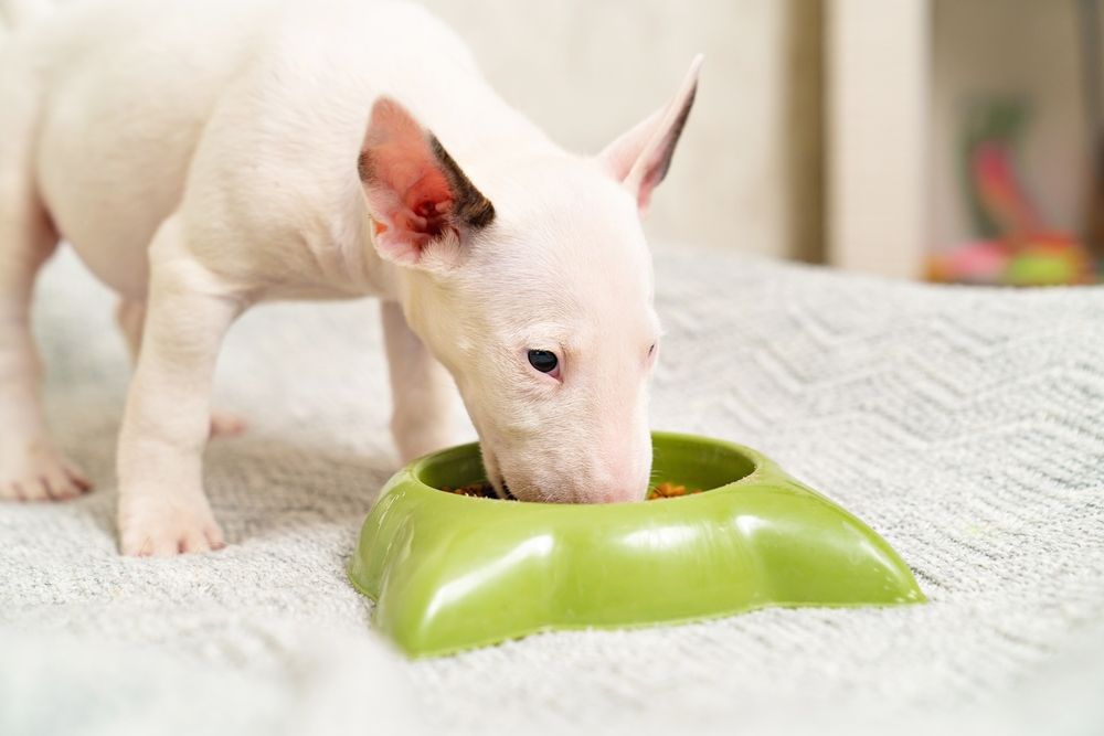 bull terrier cucciolo mangia dalla ciotola