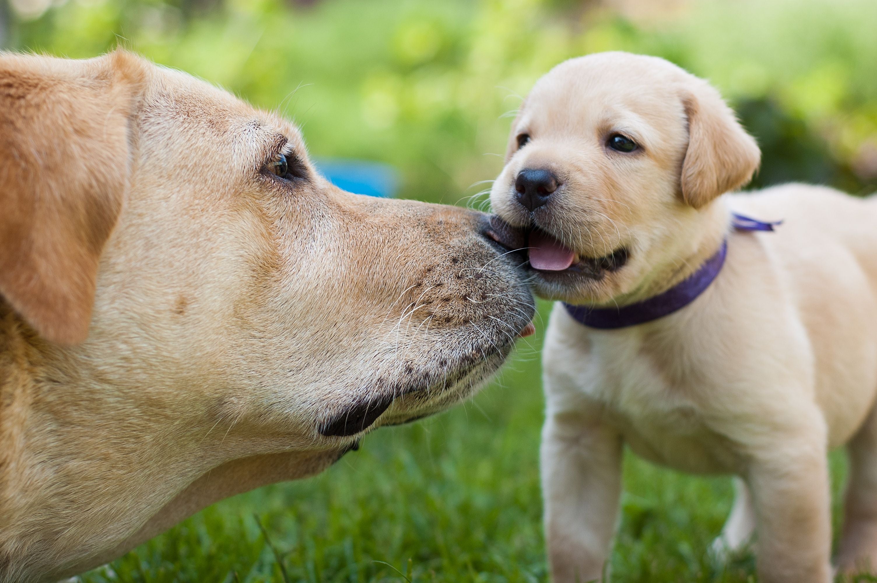 labrador retriver adulto con labrador retriever cucciolo