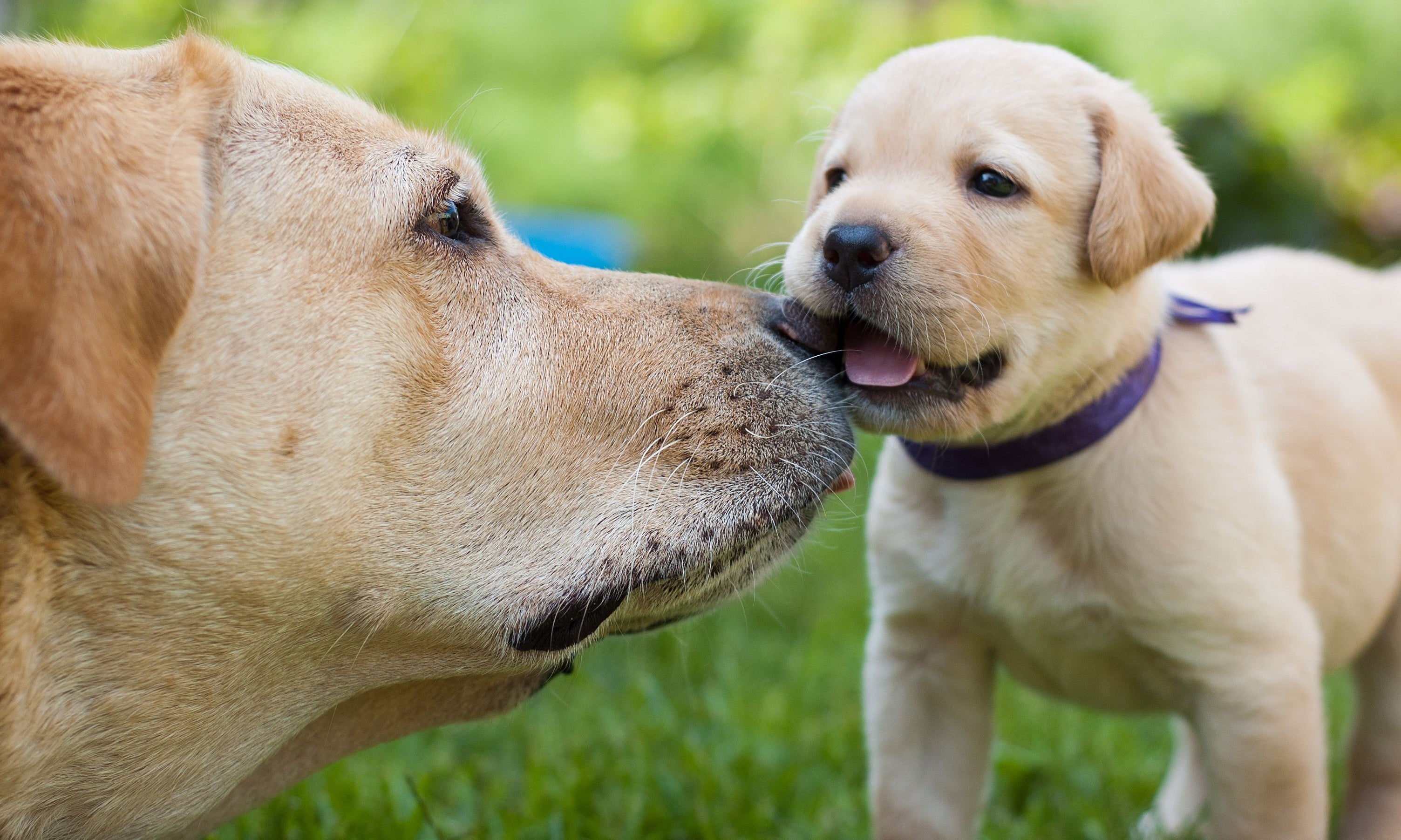 labrador retriver adulto con labrador retriever cucciolo