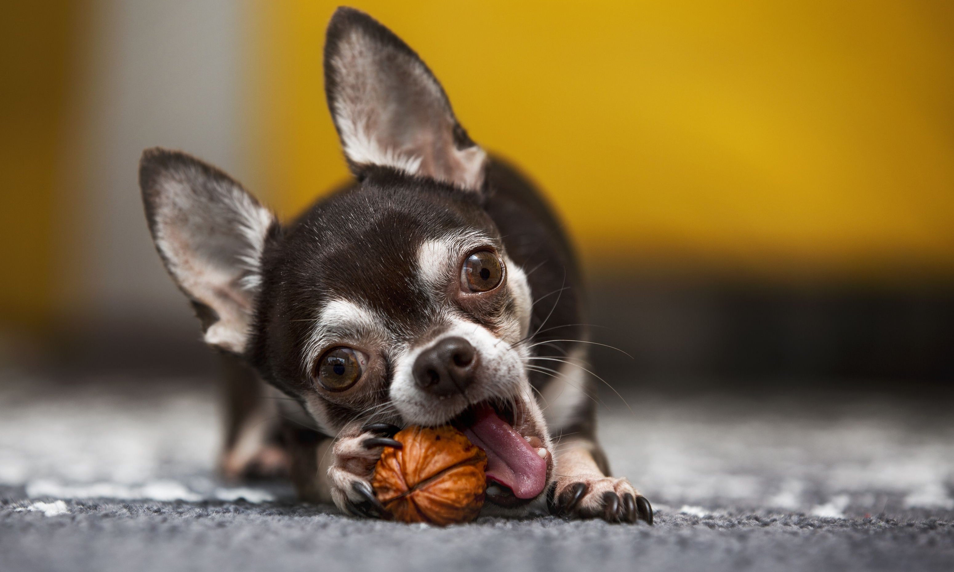 chihuahua morde guscio di una noce