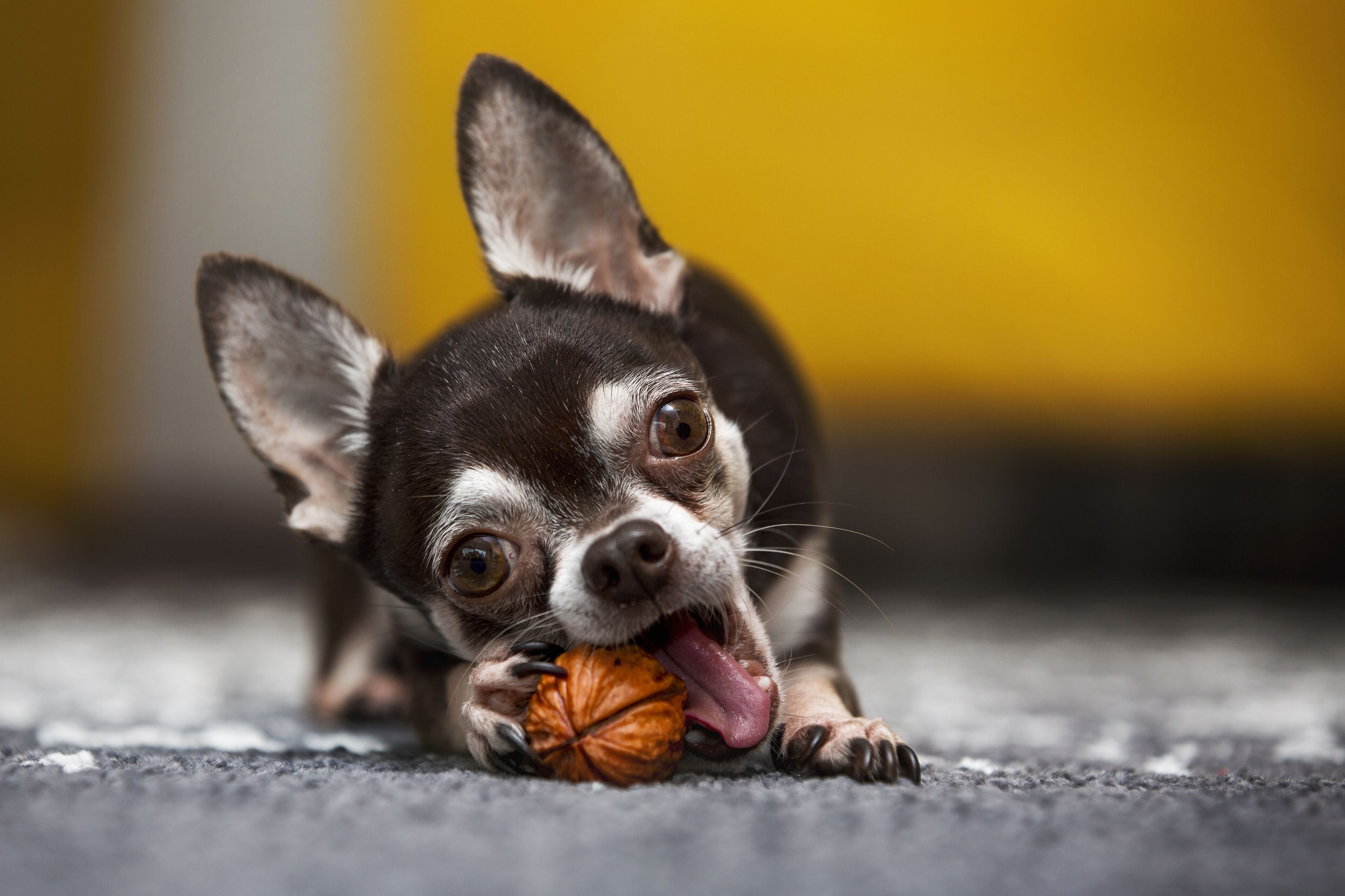 chihuahua morde guscio di una noce