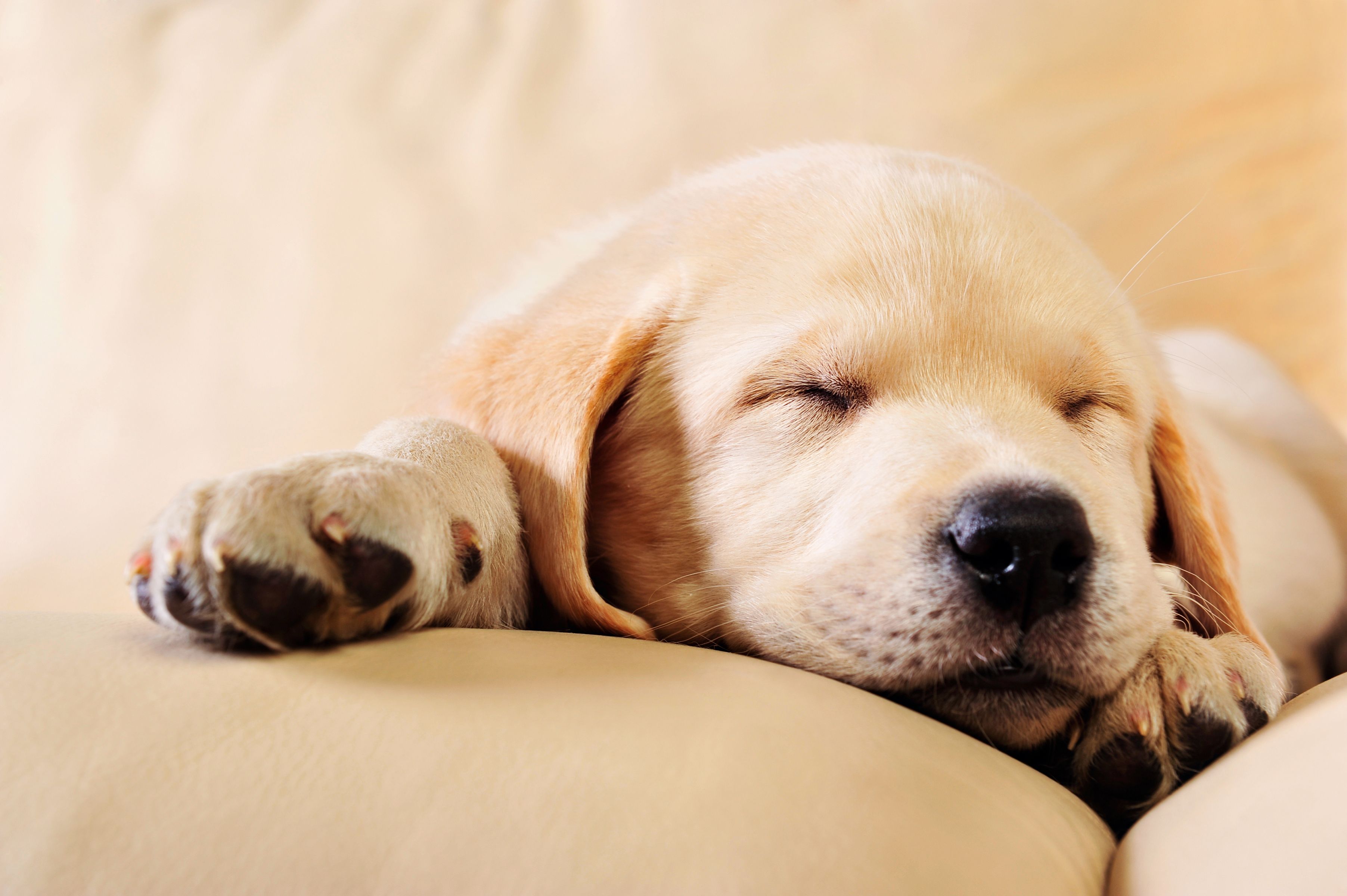 cucciolo di labrador dorme