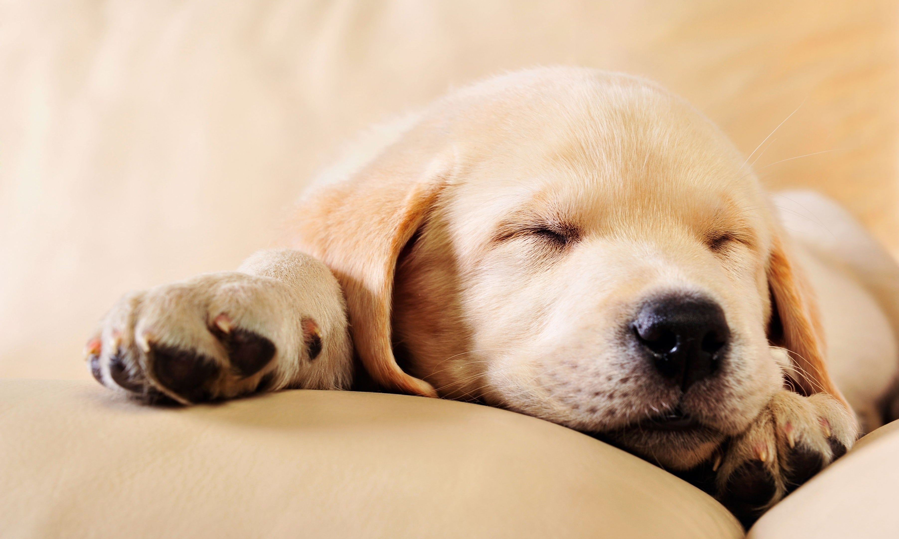 cucciolo di labrador dorme