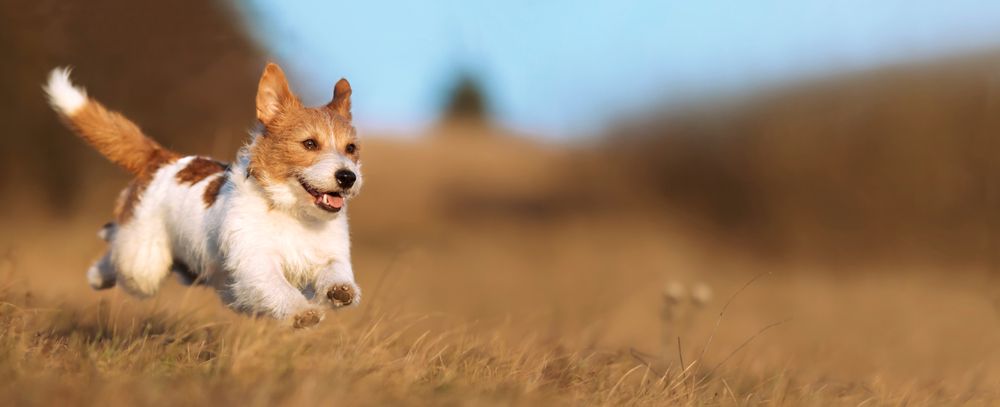 jack russel corre nel campo di grano