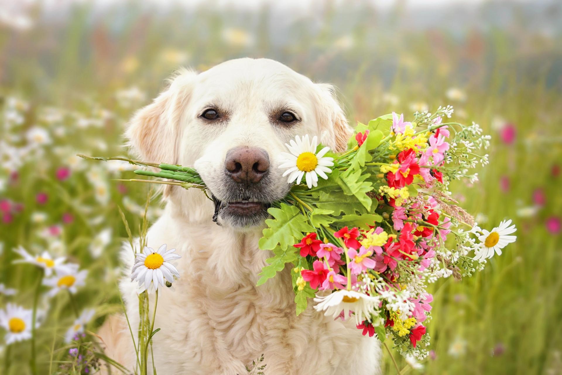 golden retriever con fiori