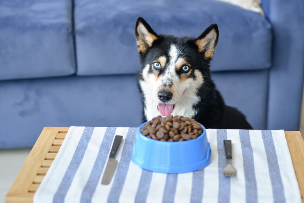 husky con ciotola di crocchette sul tavolo