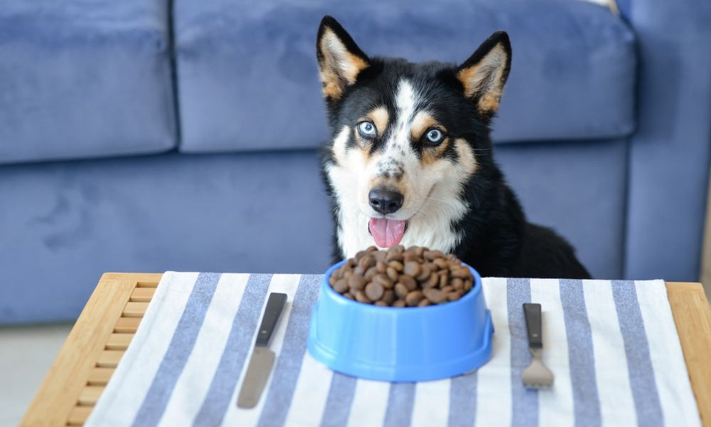 husky con ciotola di crocchette sul tavolo