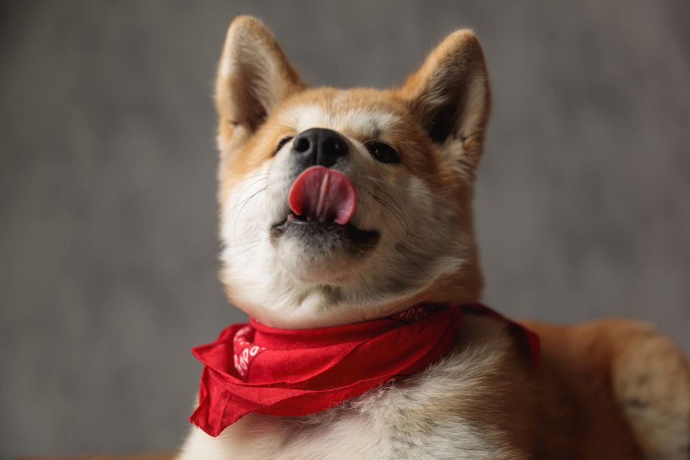 akita con bavaglino rosso si lecca i baffi