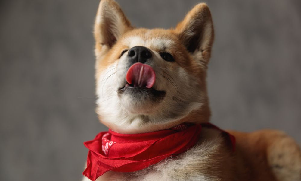 akita con bavaglino rosso si lecca i baffi
