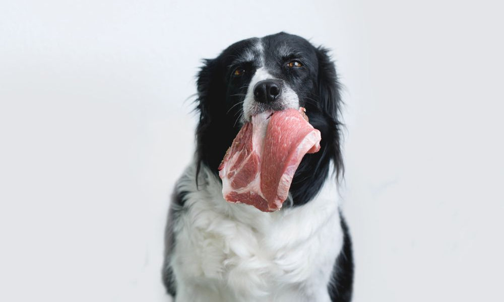 Border Collie con bistecca di maiale su sfondo bianco