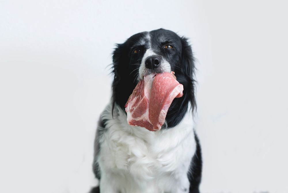 Border Collie con bistecca di maiale su sfondo bianco