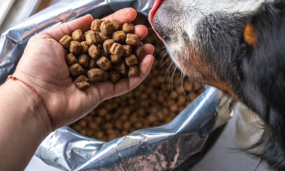 cane si lecca i baffi guardando delle crocchette proveniente da un sacchetto