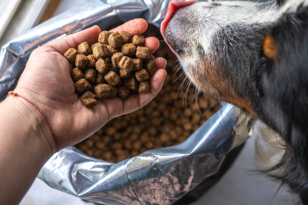 cane si lecca i baffi guardando delle crocchette proveniente da un sacchetto