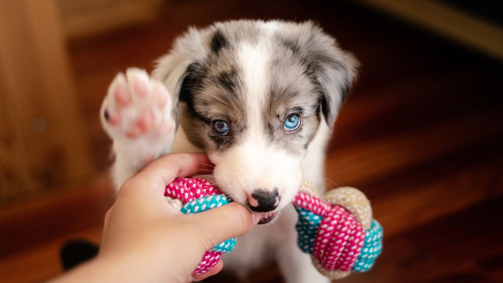Cucciolo di border collie con un giocattolo da mordere per il dolore ai denti