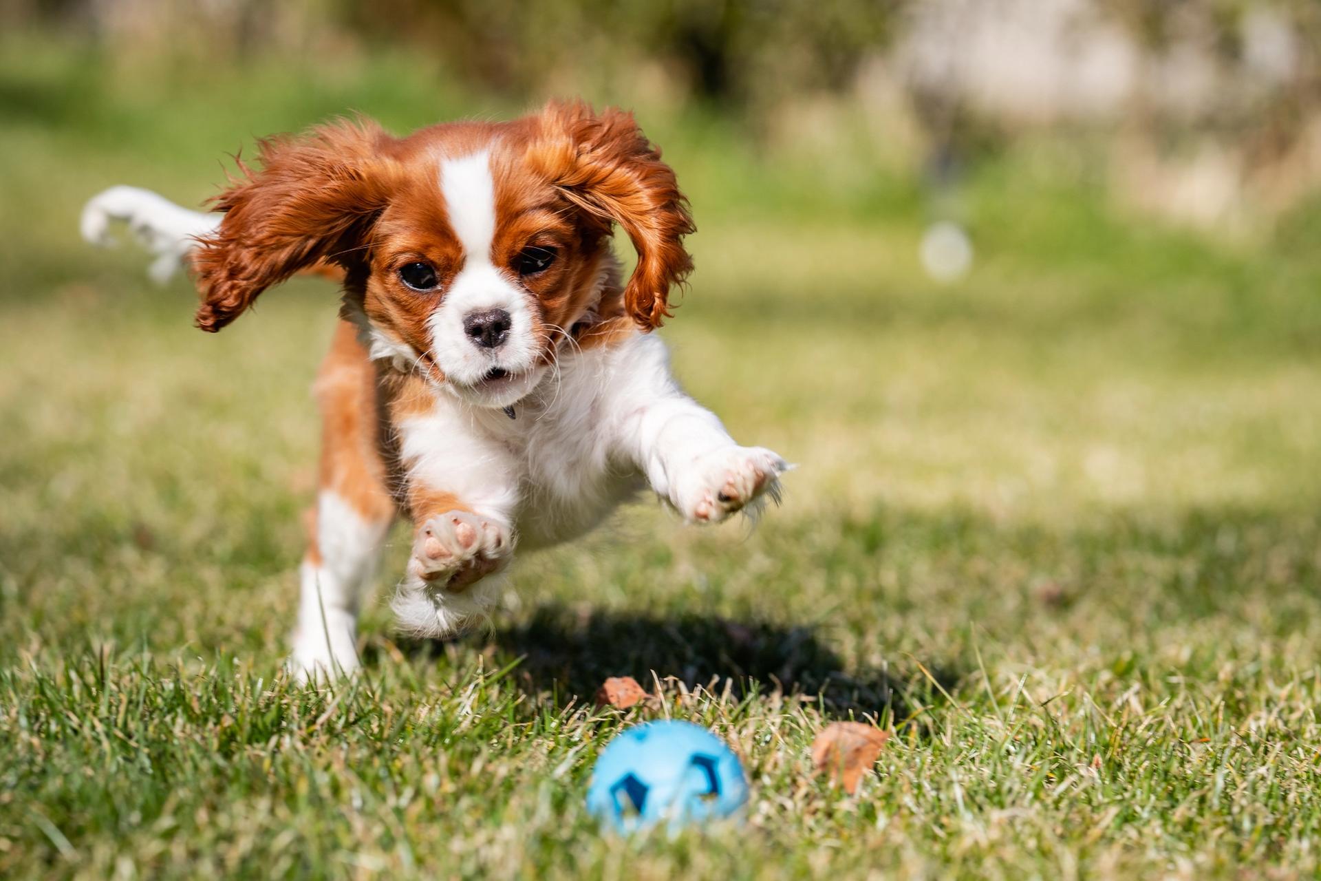 cane che rincorre una pallina in giardino