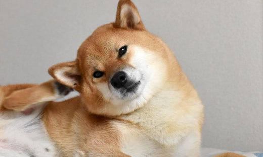 shiba si gratta l’orecchio 