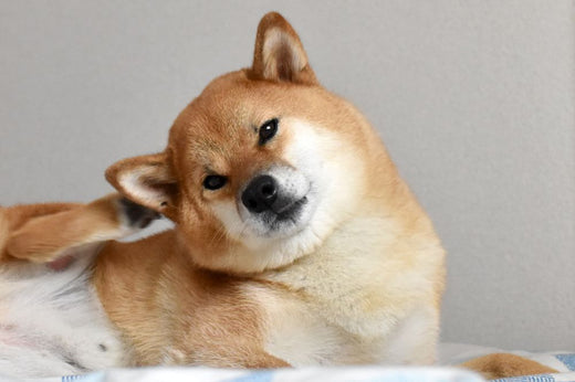 shiba si gratta l’orecchio 