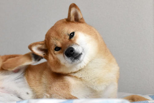 shiba si gratta l’orecchio 