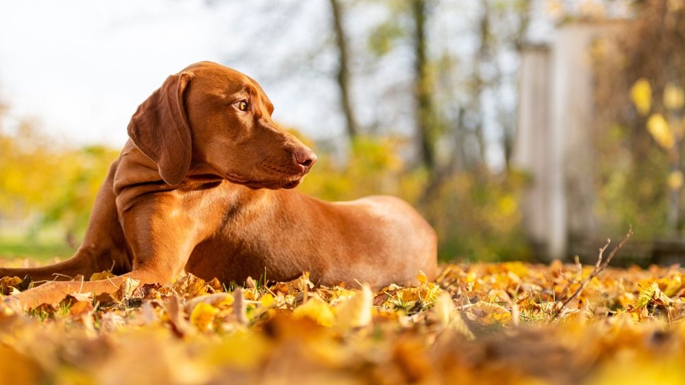 cane vizsla ungherese marrone con pelo lucido