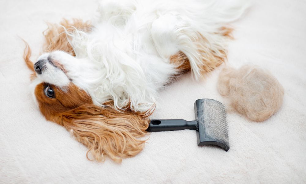 cocker spaniel sdraiato con affianco spazzola per cani