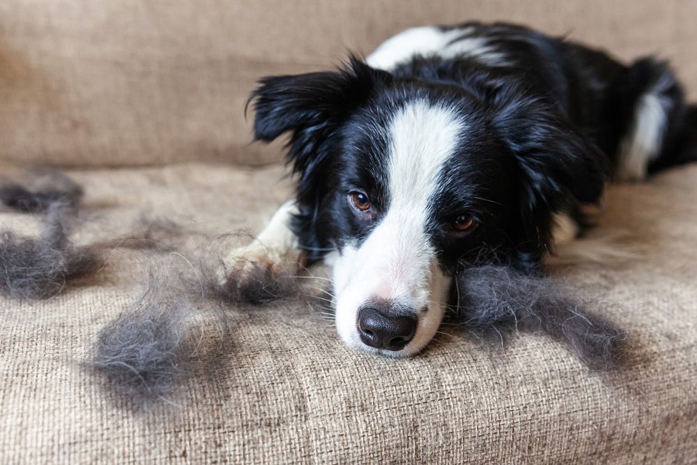 border collie sul divano con ciuffi di pelo