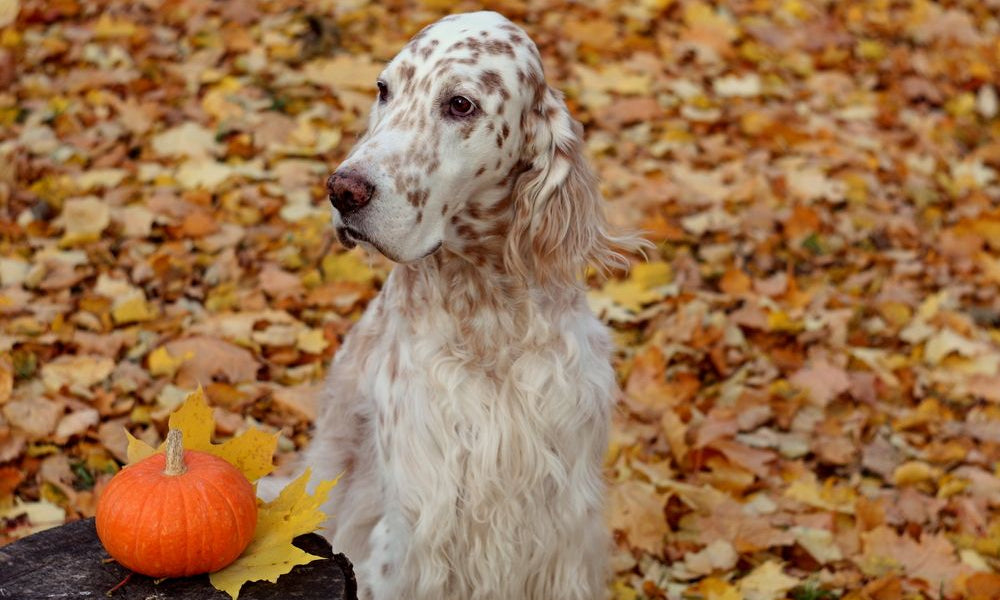 setter inglese in un prato di foglie autunnali con affianco una zucca 