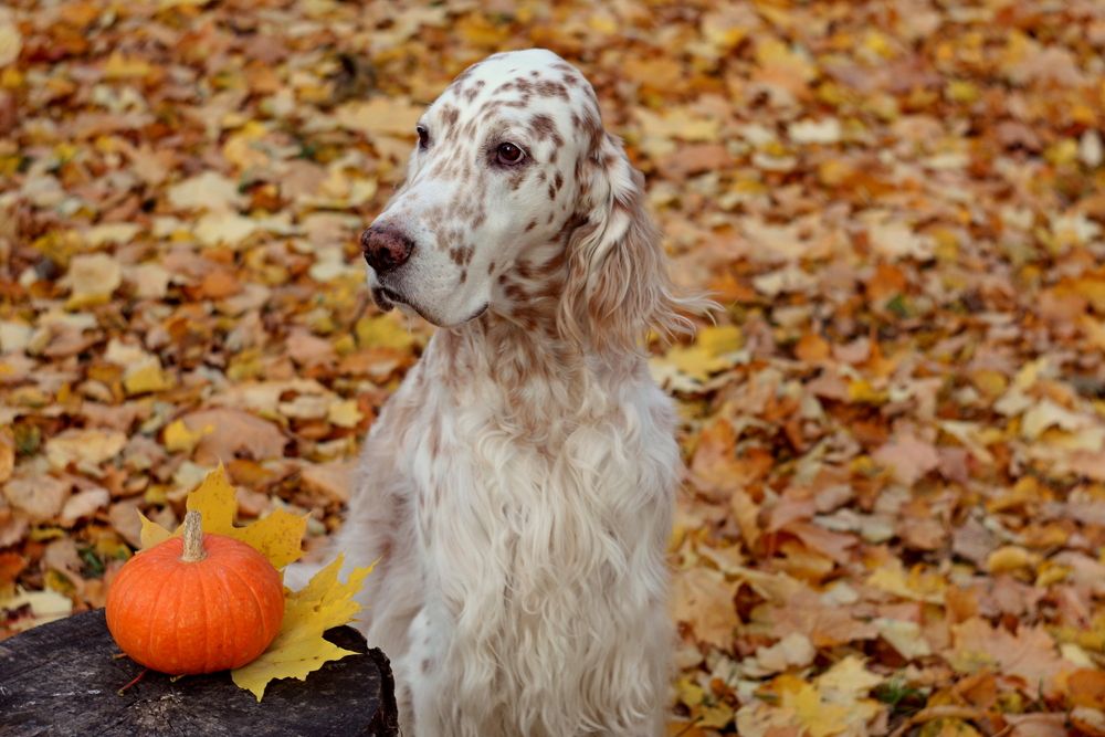 setter inglese in un prato di foglie autunnali con affianco una zucca 