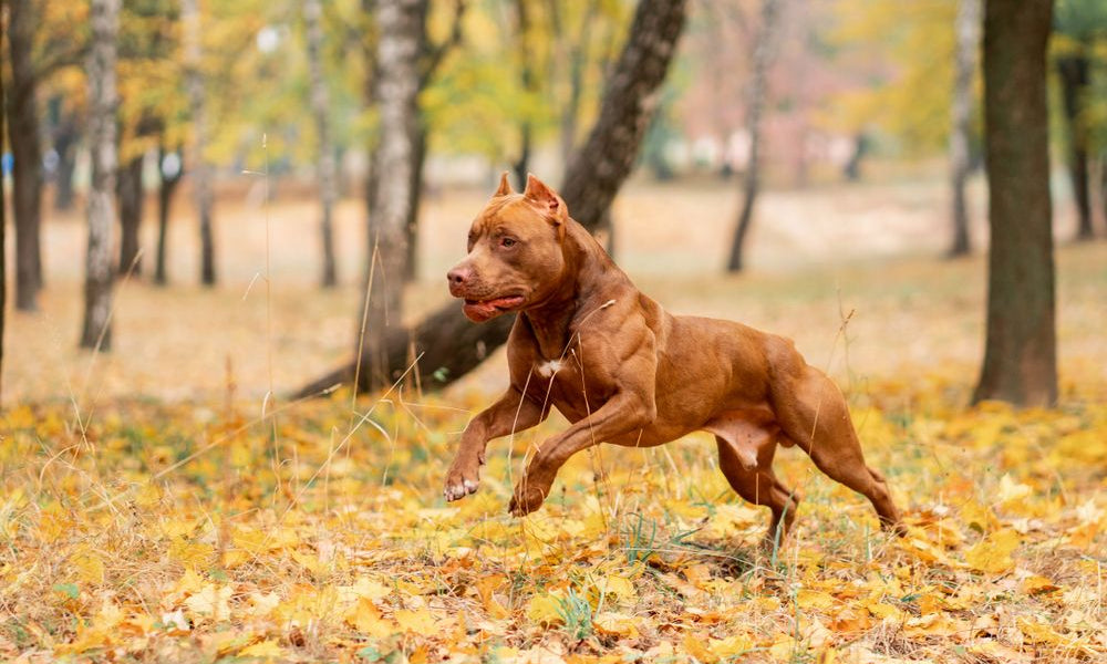 pitbull corre in un bosco