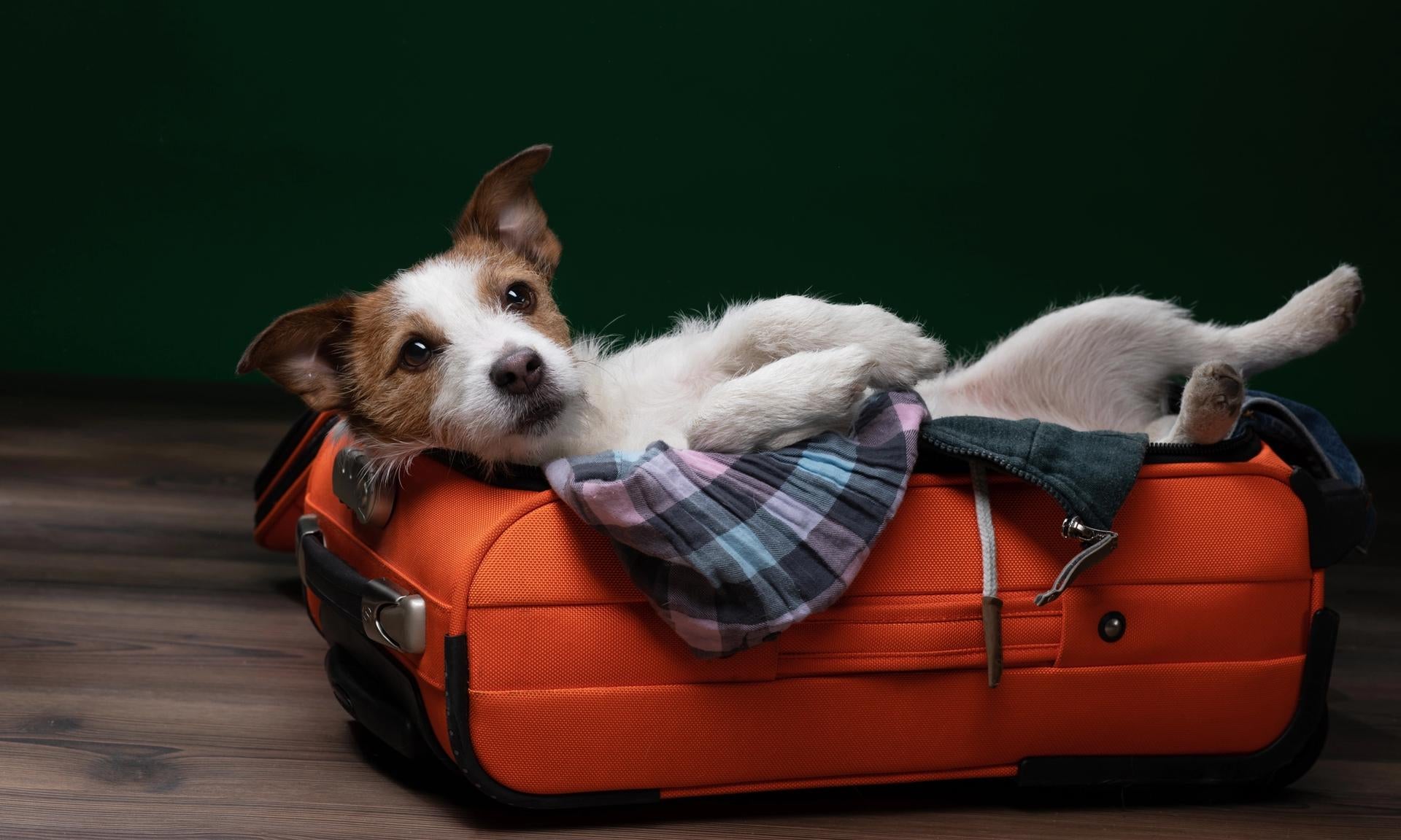 viaggiare con il cane