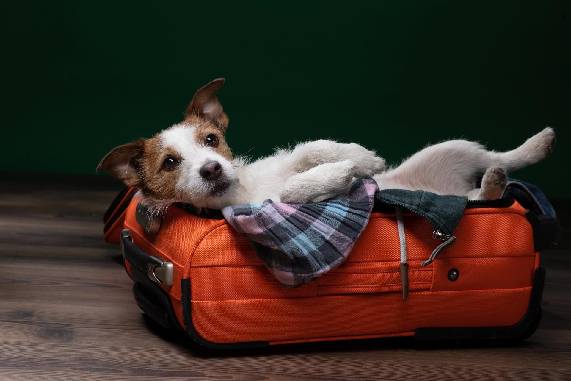 viaggiare con il cane