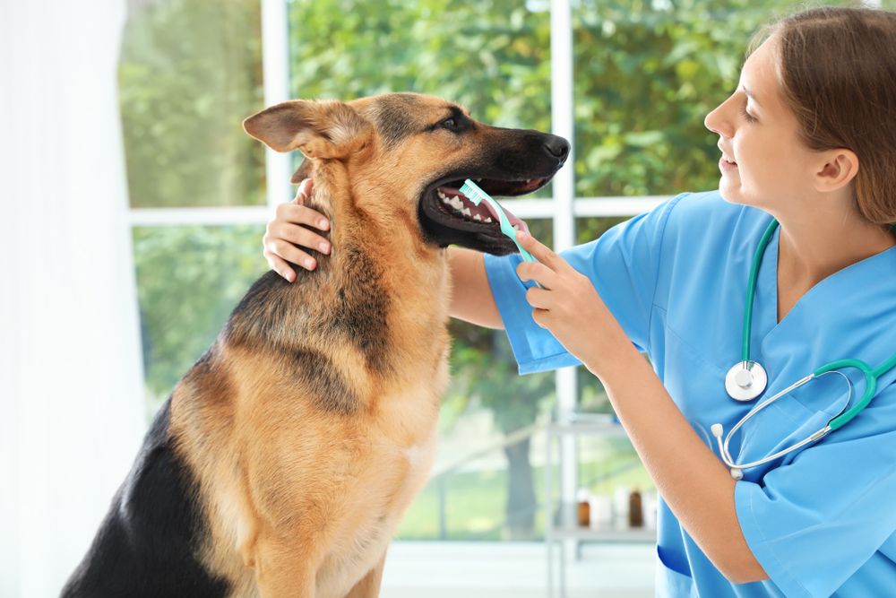 veterinaria pulisce denti a un pastore tedesco 
