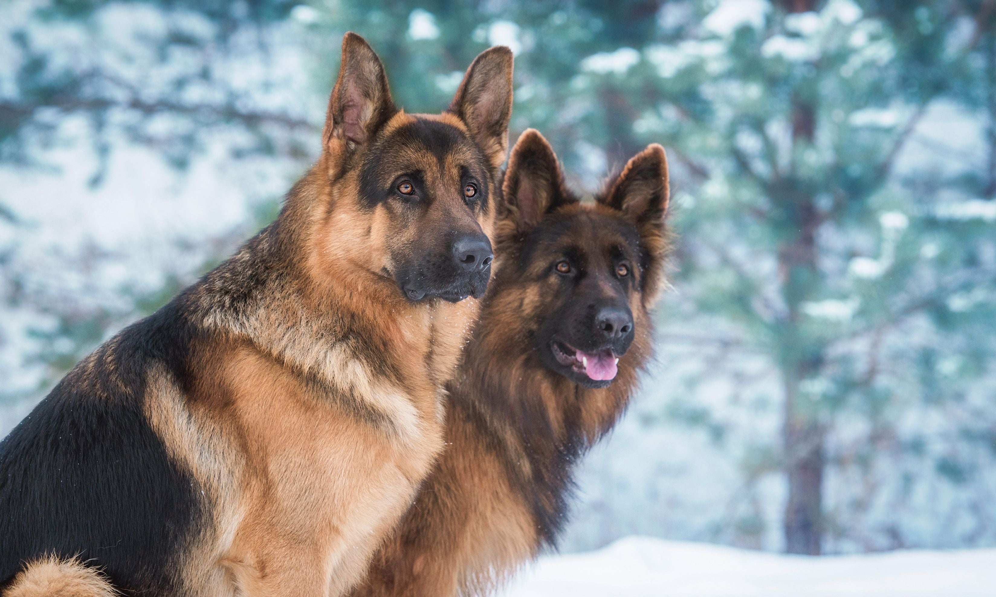 pastori tedeschi in natura