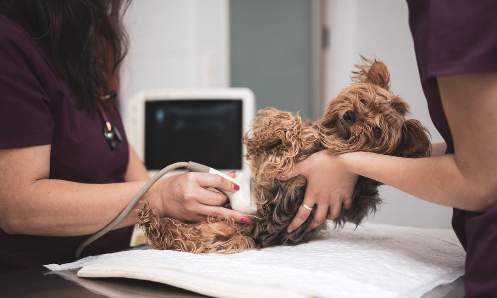 piccolo cane incinta che esegue ecografia addominale