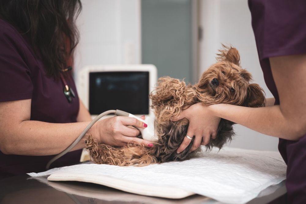 piccolo cane incinta che esegue ecografia addominale