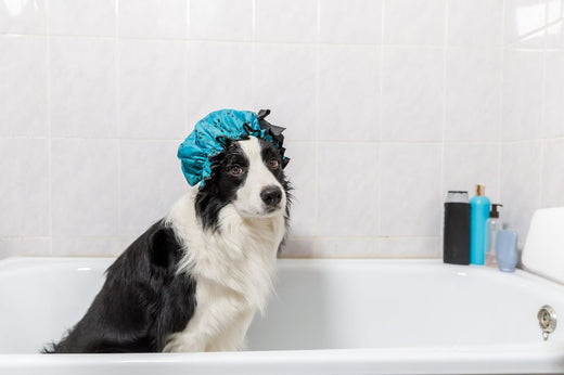 border collie con la cuffia nella vasca