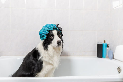 border collie con la cuffia nella vasca