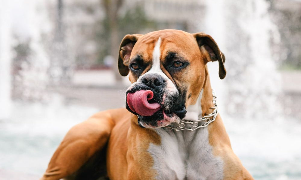 akita con bavaglino rosso si lecca i baffi