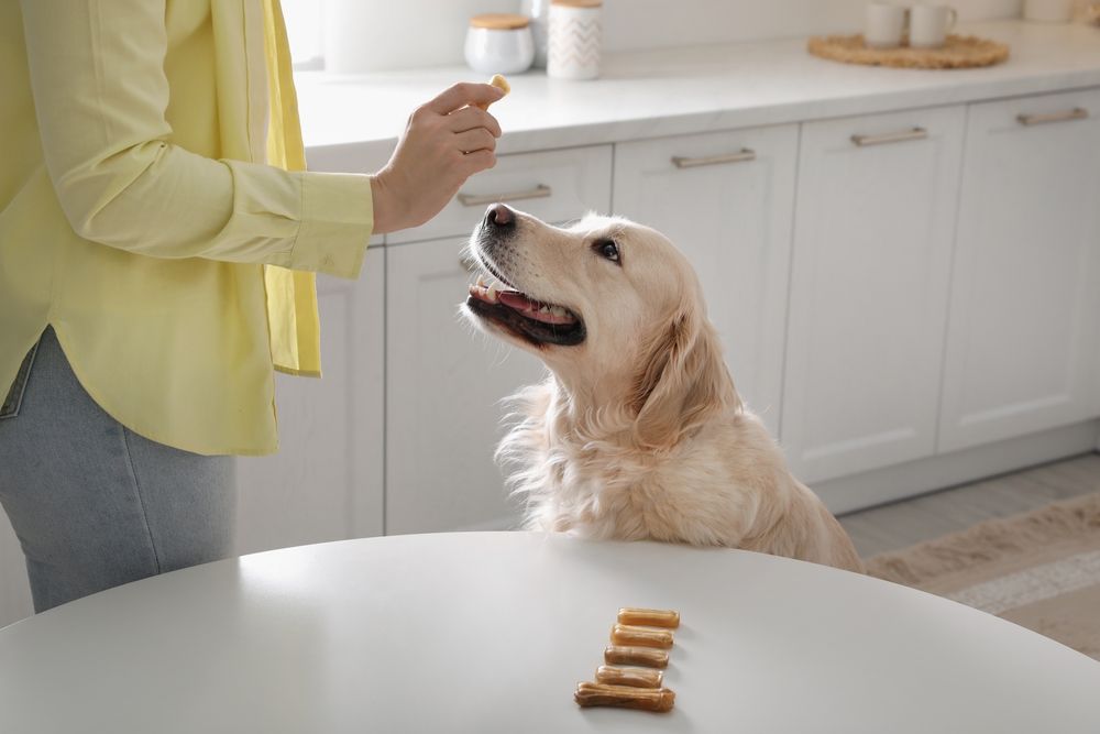 padrona dà biscottino al suo labrador