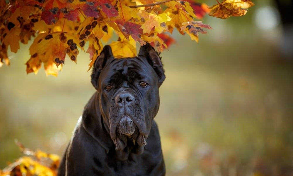 cane corso in mezzo al fogliame autunnale