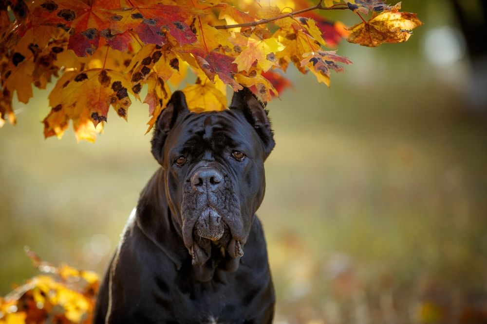 cane corso in mezzo al fogliame autunnale