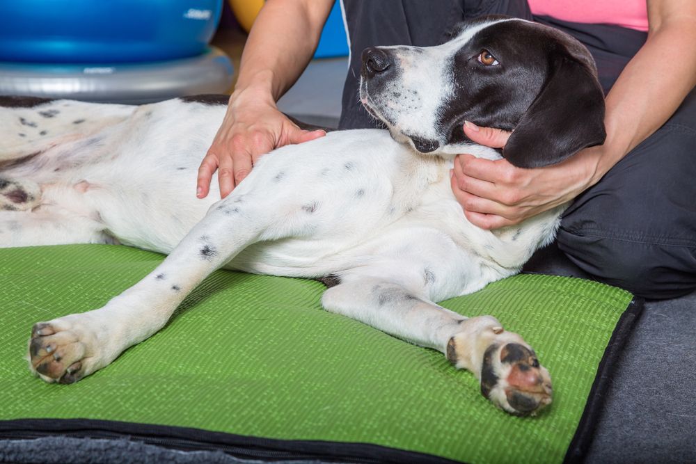 cane si fa diagnosticare artrosi