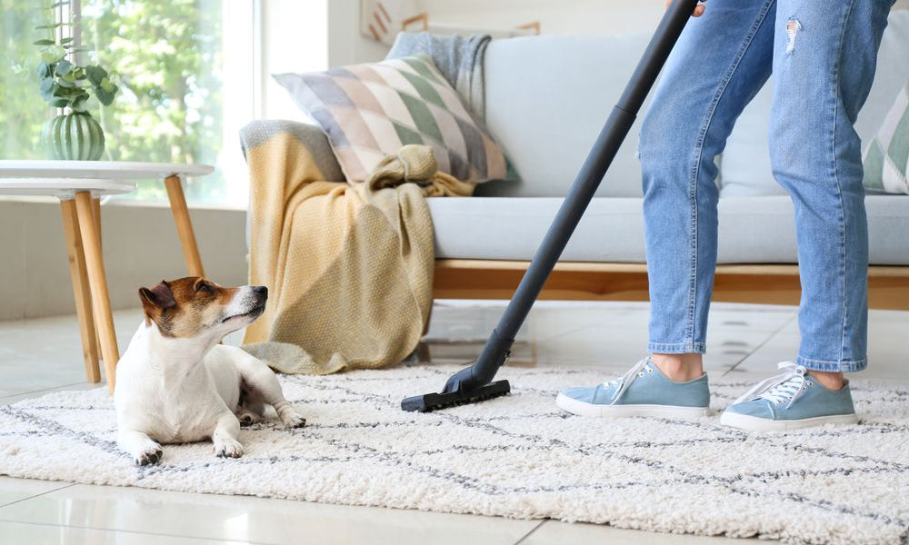 persona passa l'aspirapolvere sul tappeto con affianco jack russell