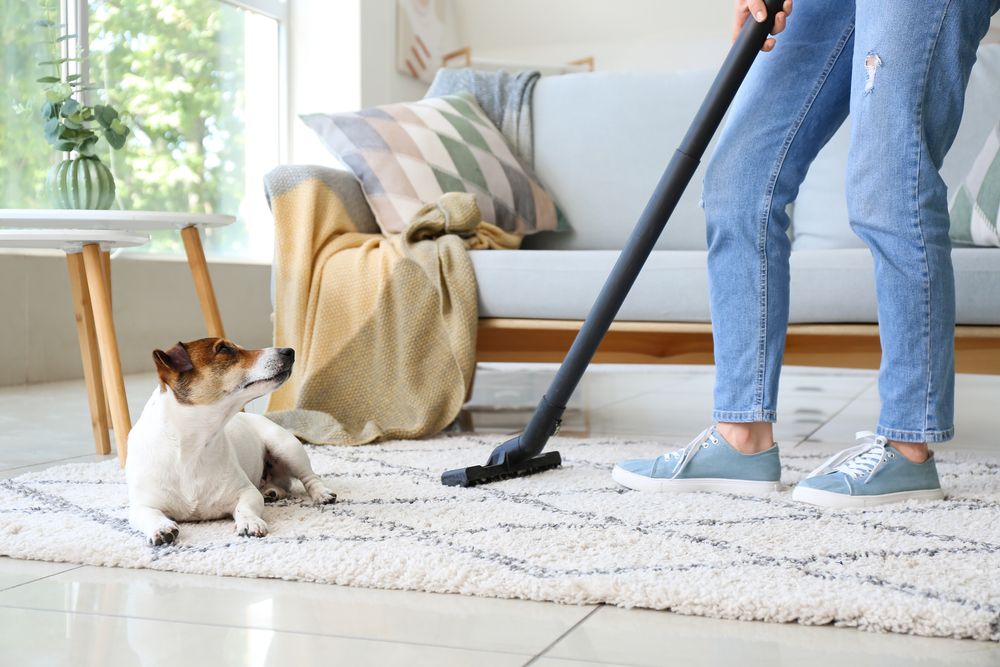 persona passa l'aspirapolvere sul tappeto con affianco jack russell