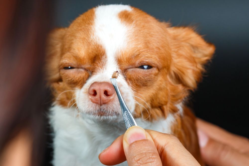 chihuahua con zecca rimossa