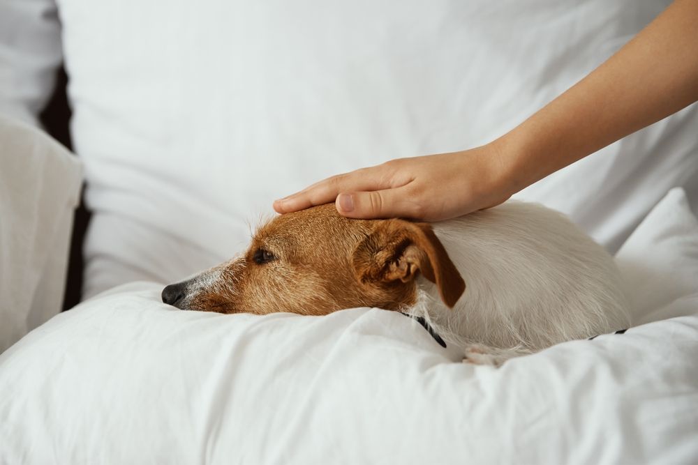 cane debole sdraiato a letto 